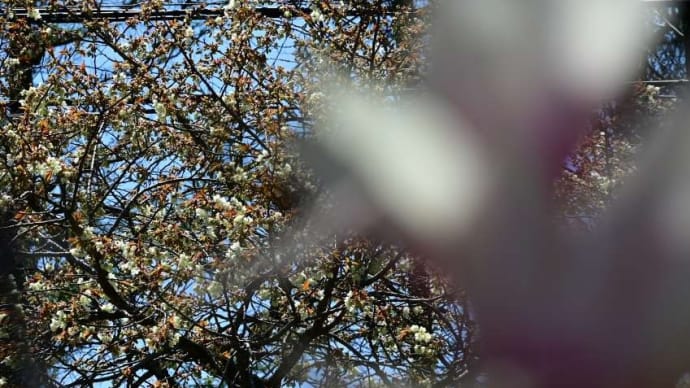 緑の桜 「御衣黄桜」