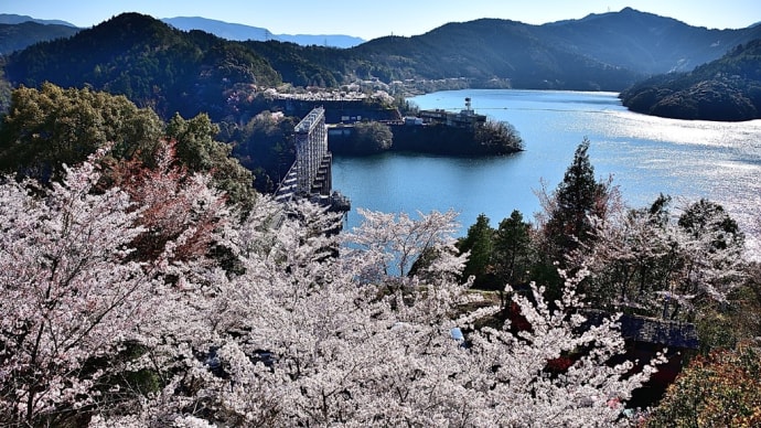 早明浦ダムの桜風景