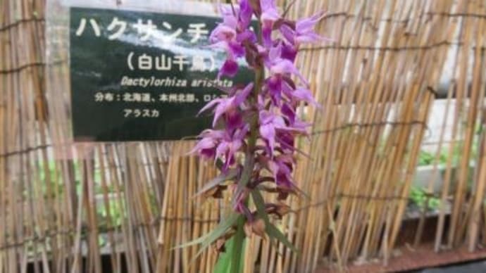 ハクサンチドリ