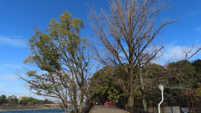 宿木と名残の柿の実~宇治川散歩2023/2上旬(2)