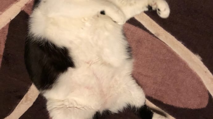 猫の年齢…。