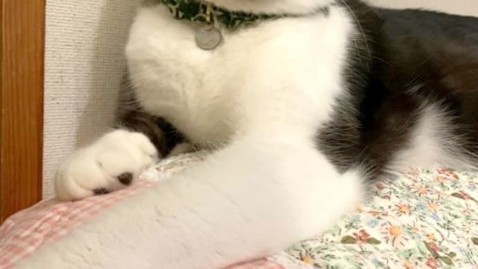また風邪を引く&ウォシュレット
