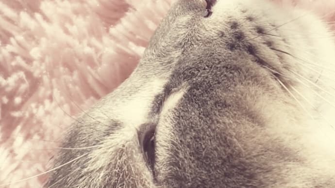 猫ちゃんの内臓マッサージ