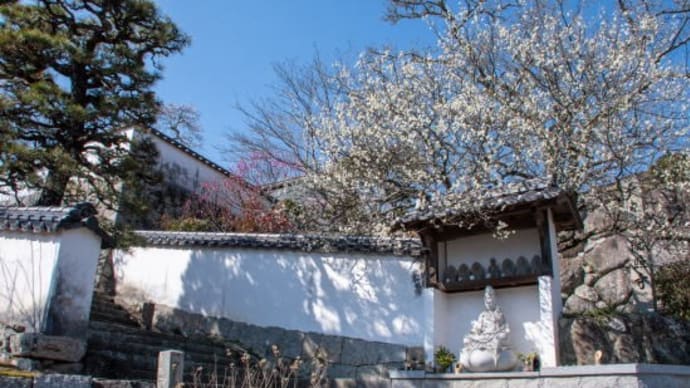 観照寺の梅を見に行ってきました。岡山県矢掛町 令和3年2月22日