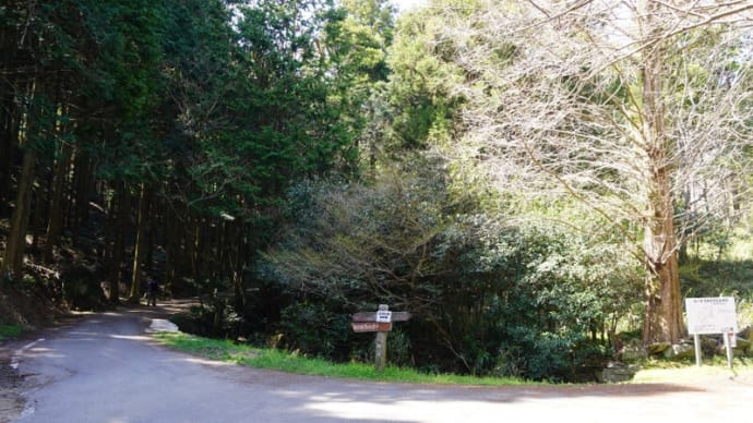 鴻ノ峰の山桜