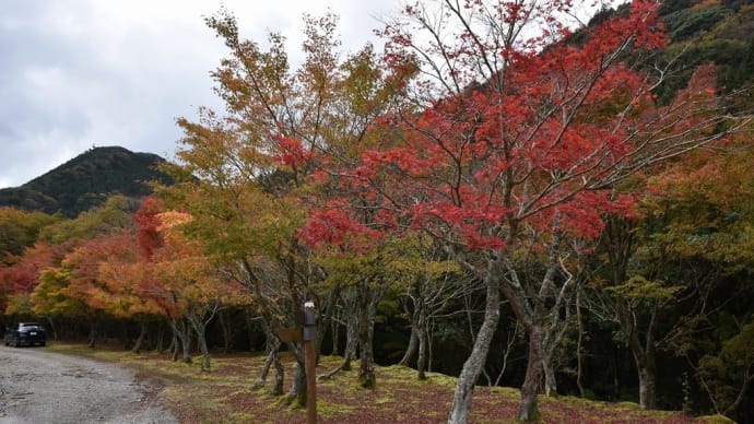 もみじ狩り 静岡県伊豆市湯ヶ島 昭和の森会館(3)踊子歩道から滑沢渓谷へ