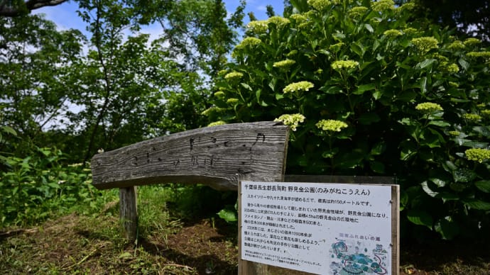 ◆紫陽花を録しにスカイツリーが見える(ことがある)「野見金公園」へ(長南町)