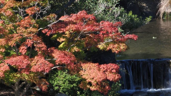 小さな秋を探しに万博記念公園へ
