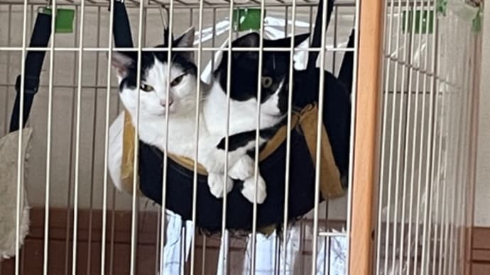 82日目、暑苦しい