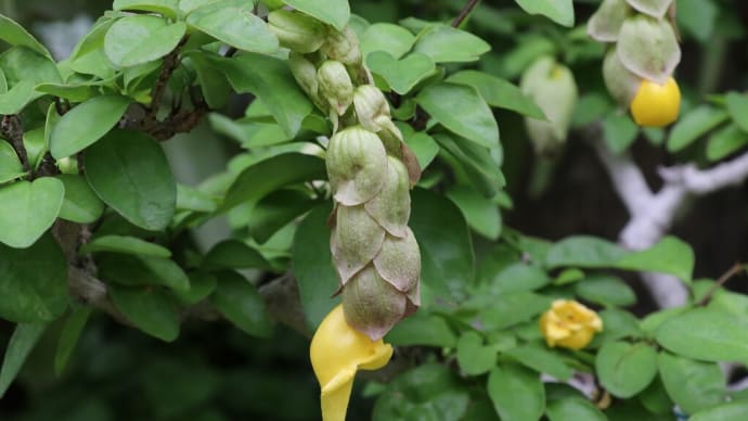 咲くやこの花館シリーズ　熱帯花木室＆ハイビスカスワールド編