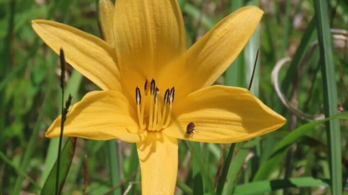 高ボッチ高原・鉢伏山で最近咲いている花 ゼンテイカ(禅庭花)