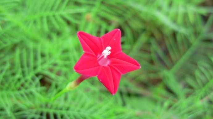 夏の花:ルコウソウ