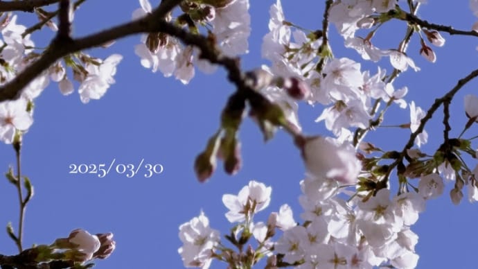2025/03 整形外科➕腎臓内科➕桜 :-)