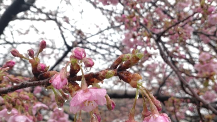 わりと暖かな朝になってきた