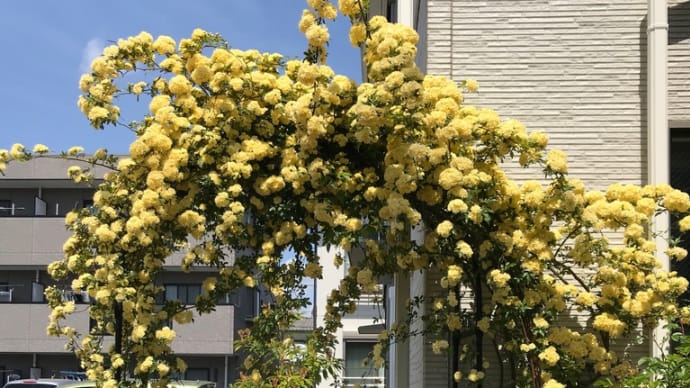 アーチに花盛り
