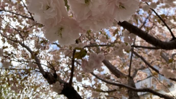 4月のヨーガ教室のお知らせ
