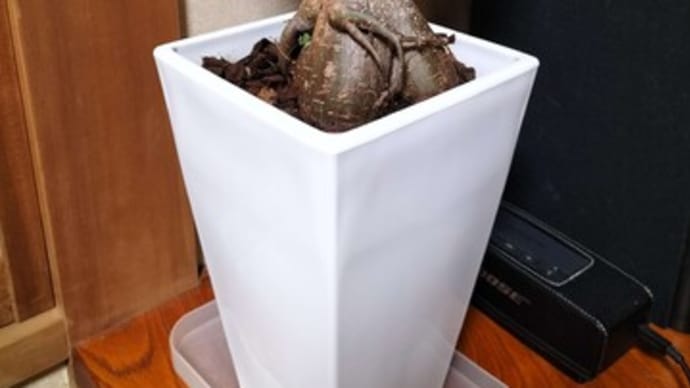 観葉植物をフリマアプリと100均で買いました。