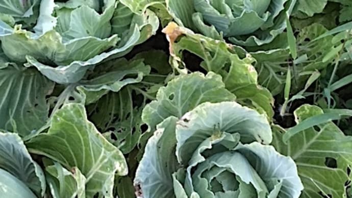 きれいな野菜求めて病気の日本人?