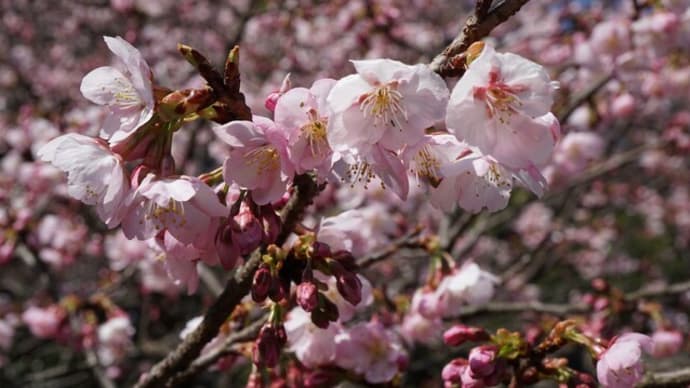 桜の便り