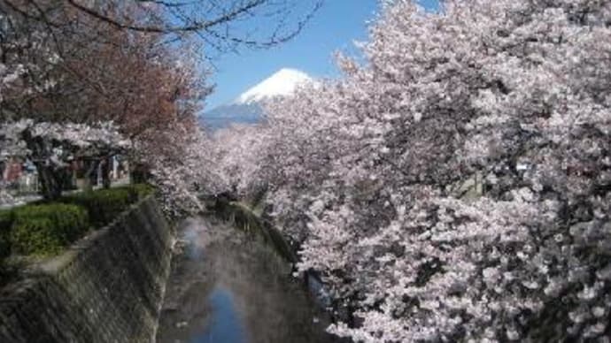 吉原地区さくら祭