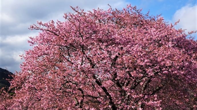 「河津桜」/日帰りバスツアー(クラブツーリズム)