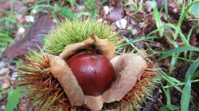 実生の「栗」に花が咲きました！