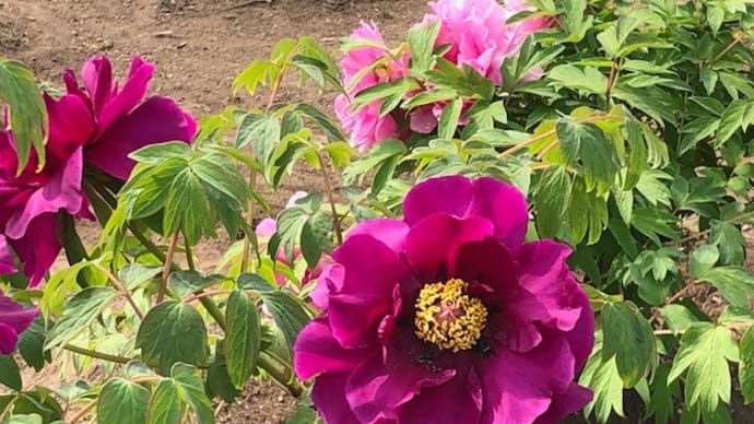 <季節の花めぐり>ぼたん園のある東松山、そろそろ咲き始めました~(^^♪