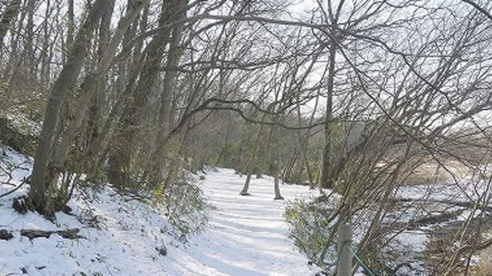 雪の北本自然観察公園・・・アカゲラのドラミングを聞いた