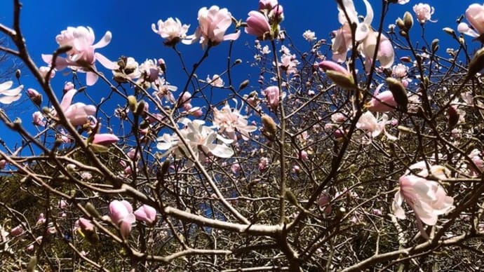 今日は4月1日・・♫🐥♬