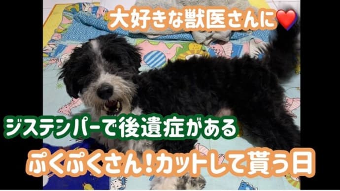 バリ島!ジステンパーから復活!したぷくぷくさん!ハンサムになったよ