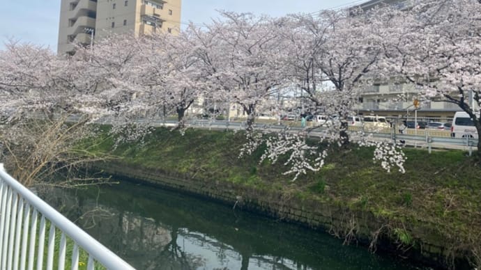 桜が綺麗に咲いておりました♪(pq･v･)+°