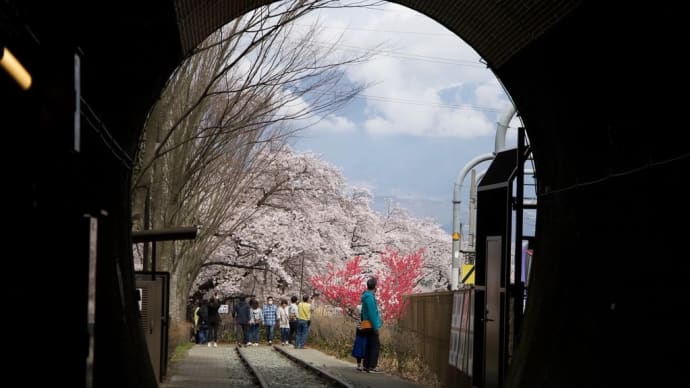 長く、暗いトンネルを抜けると、美しい桜並木、遠くにアルプス山脈