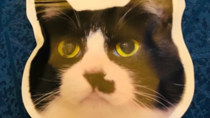 猫の子持ち😸