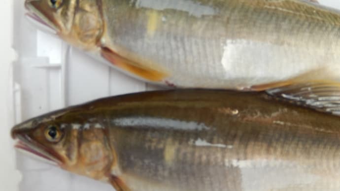 turikiti23鮎釣り情報
