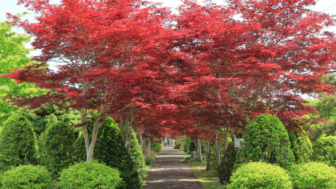 春燃ゆる平岡樹芸センター