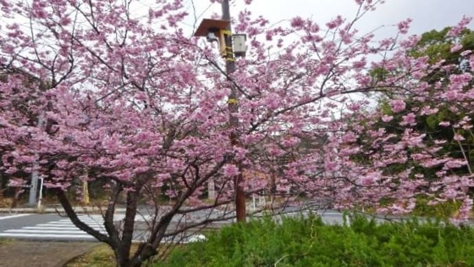 皇子が丘公園・初御代桜