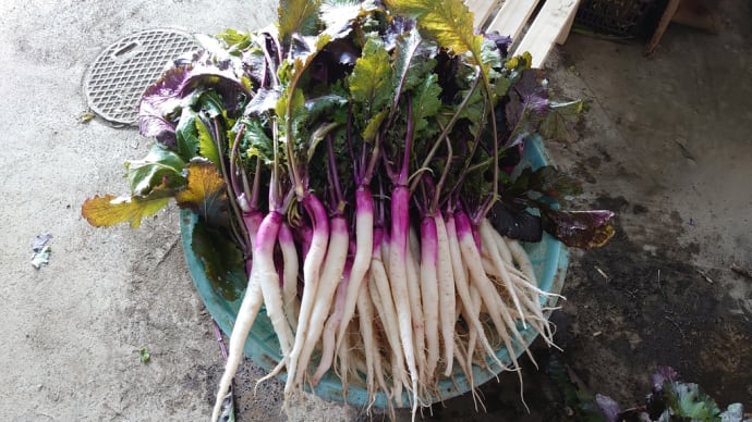 日野菜