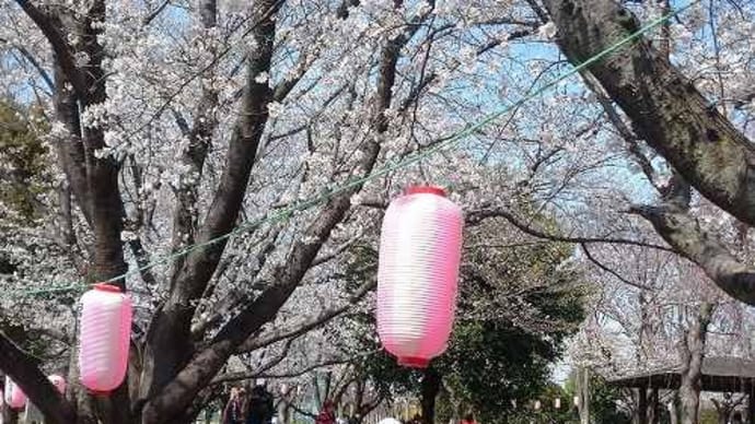 さくら祭り