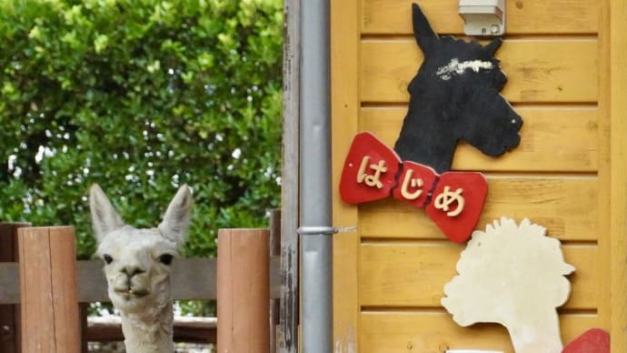 2024/6/20 「はじめとニックのアルパカ日記❣️不定期便」