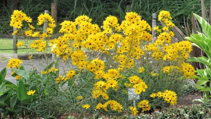 ヤナギバヒマワリ(柳葉向日葵) の花散歩