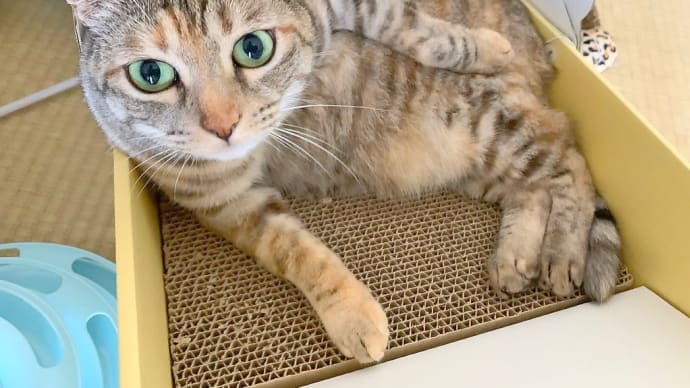 キキ's ベッド