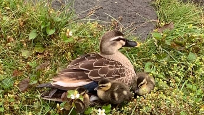 カルガモちゃんのその後、新しい命が…