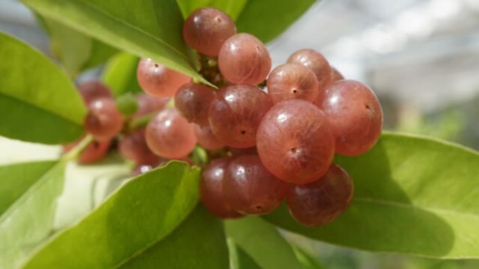 つくば植物園の華花⑩:亜熱帯の花③