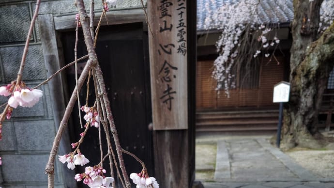 城下町、真っ先に咲いた枝垂れ桜は…