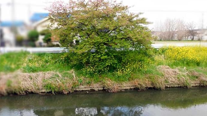 かめ