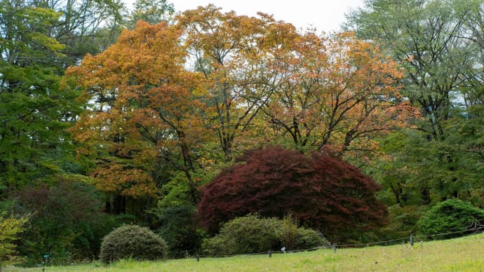 2023霜降 日光植物園ロックガーデン