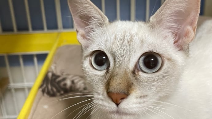 子猫紹介 ニセコちゃん