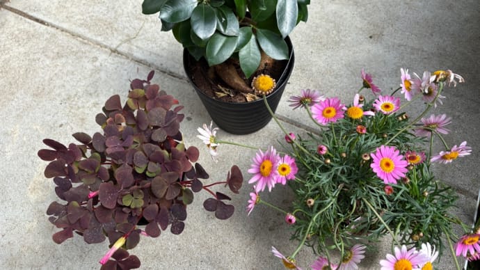 お花の商品券