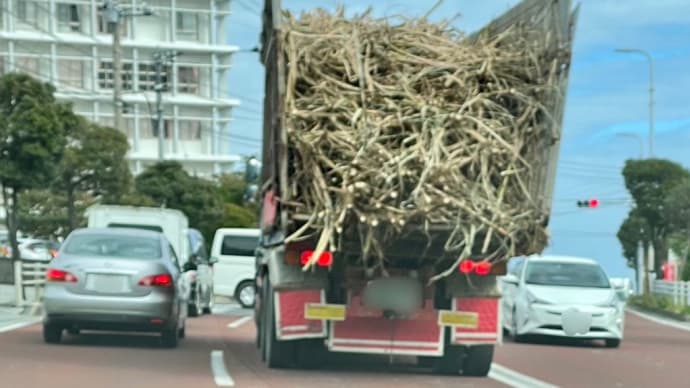砂糖きびだー