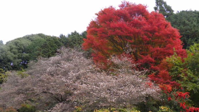 四季桜と紅葉（岡山県真庭市）